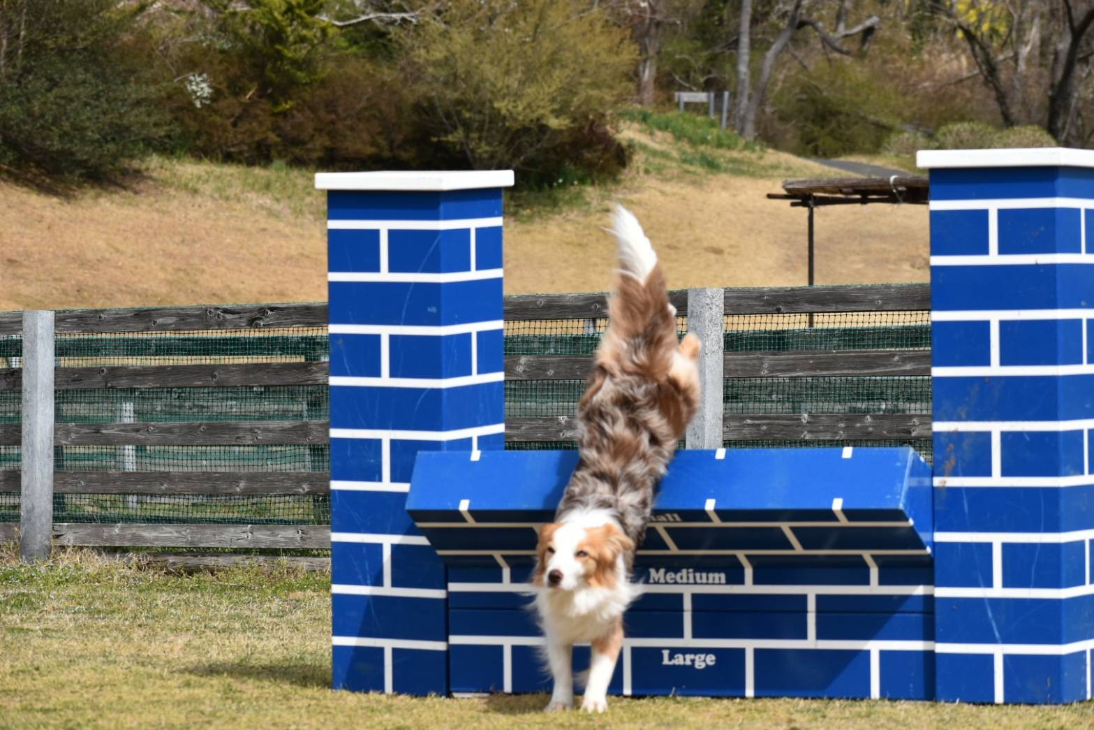 f:id:gussan-belle:20210321083335j:image