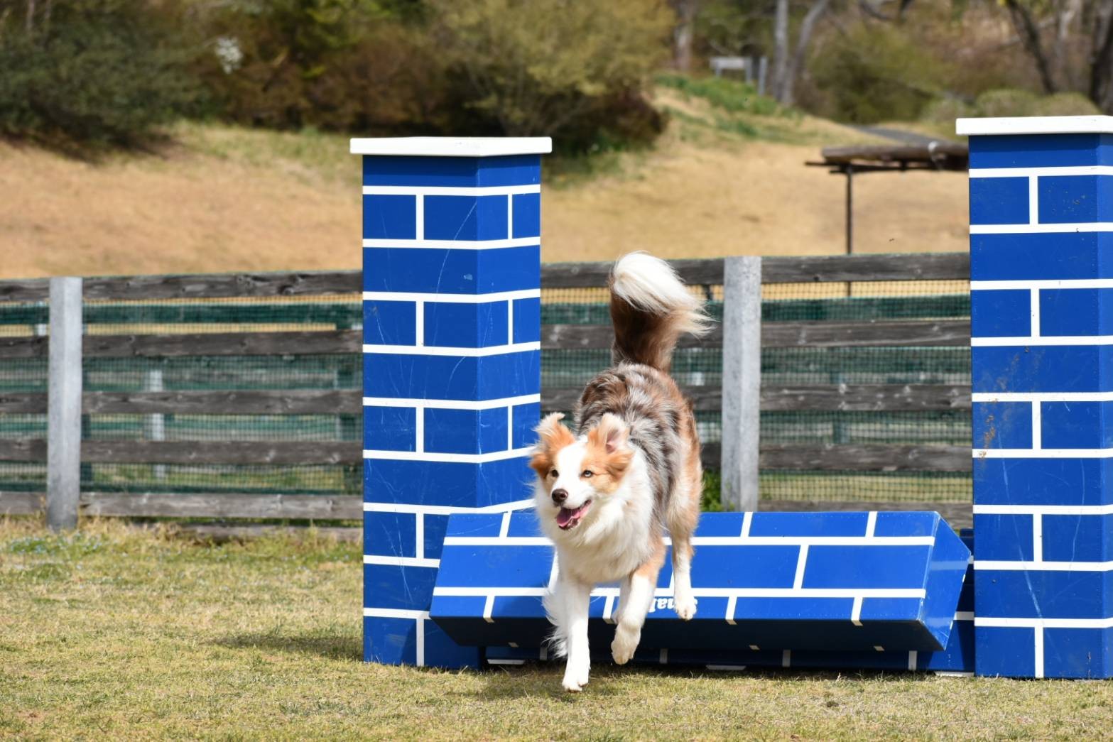 f:id:gussan-belle:20210321083351j:image