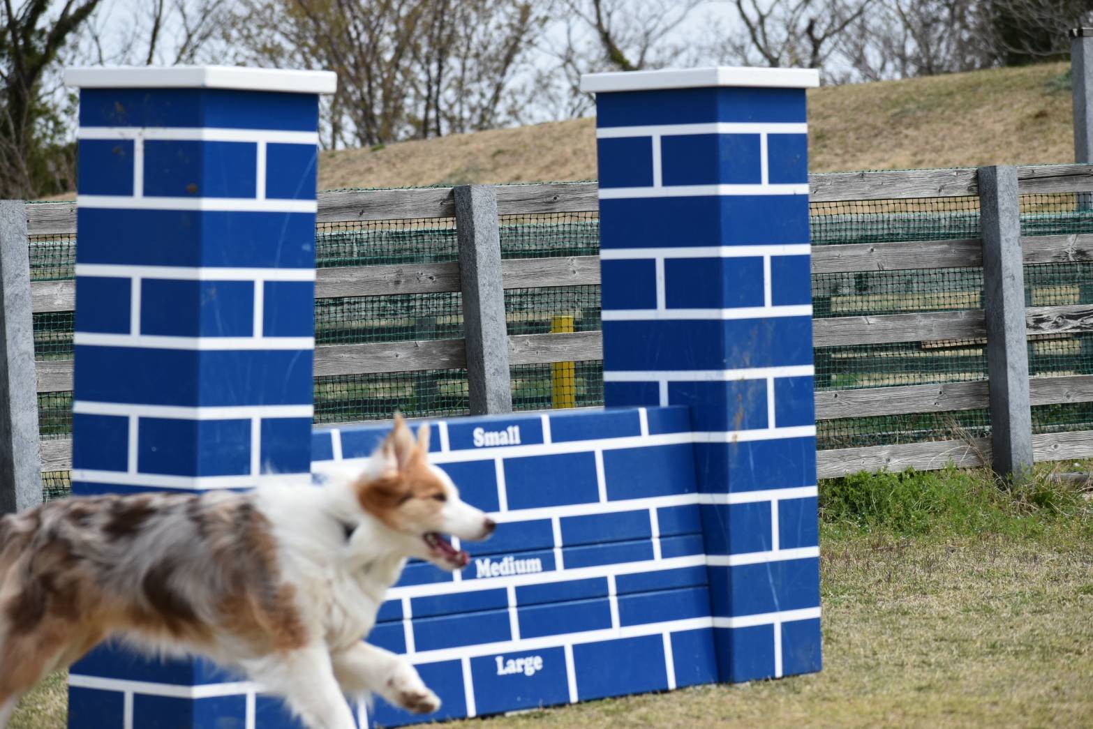 f:id:gussan-belle:20210321083445j:image