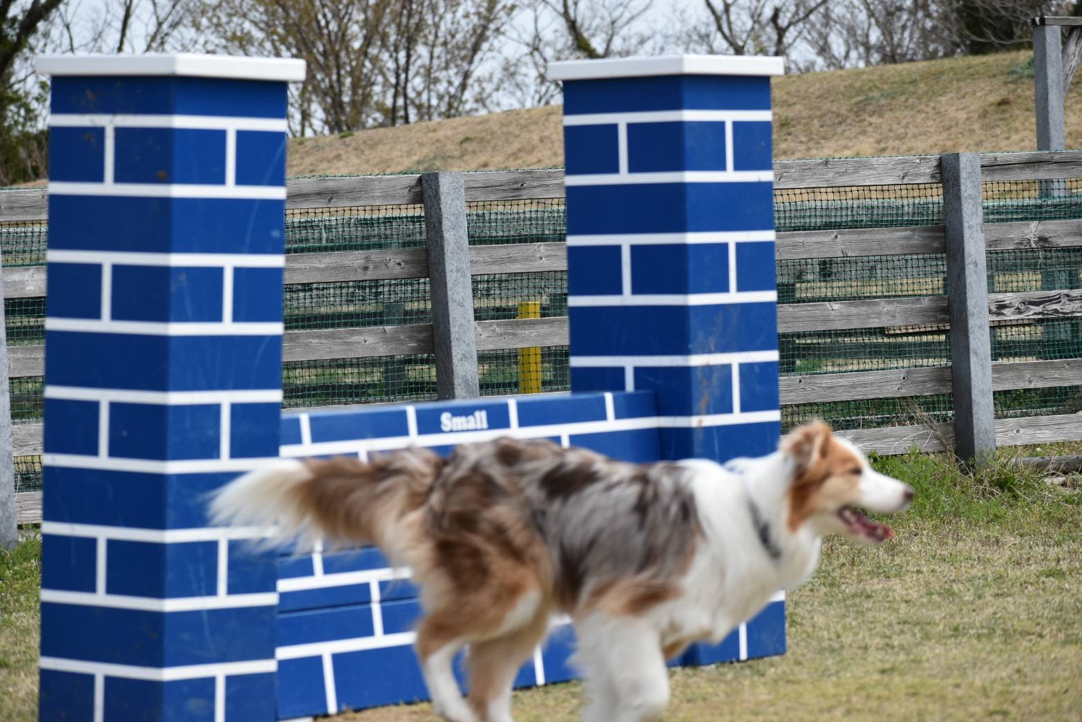 f:id:gussan-belle:20210321083455j:image