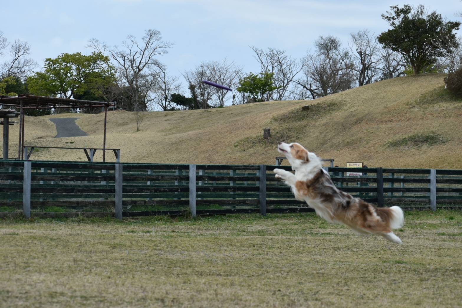 f:id:gussan-belle:20210322142636j:image