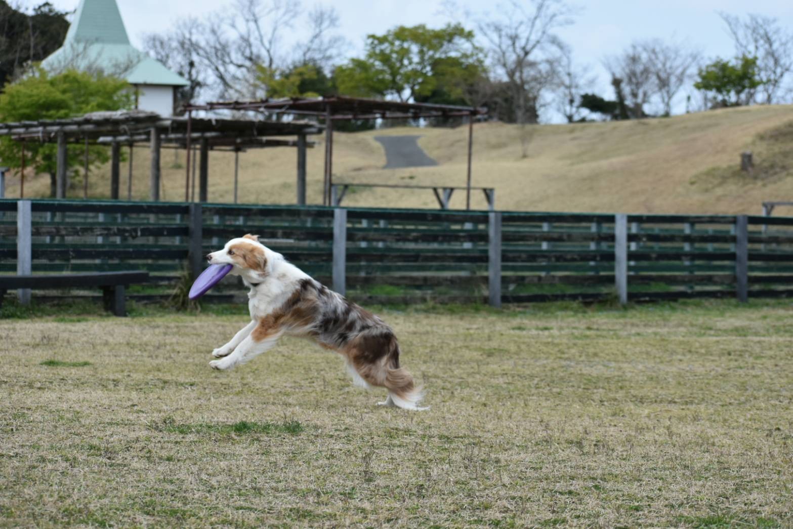 f:id:gussan-belle:20210322142712j:image