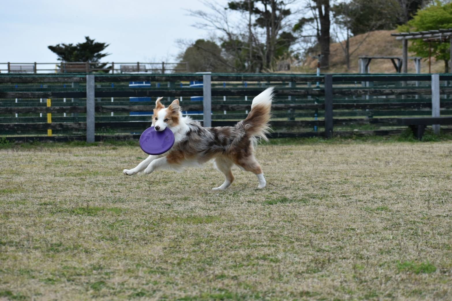 f:id:gussan-belle:20210322142725j:image