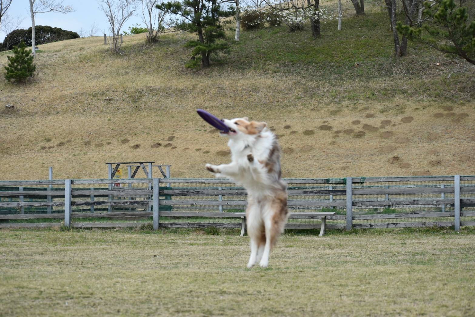 f:id:gussan-belle:20210322142830j:image