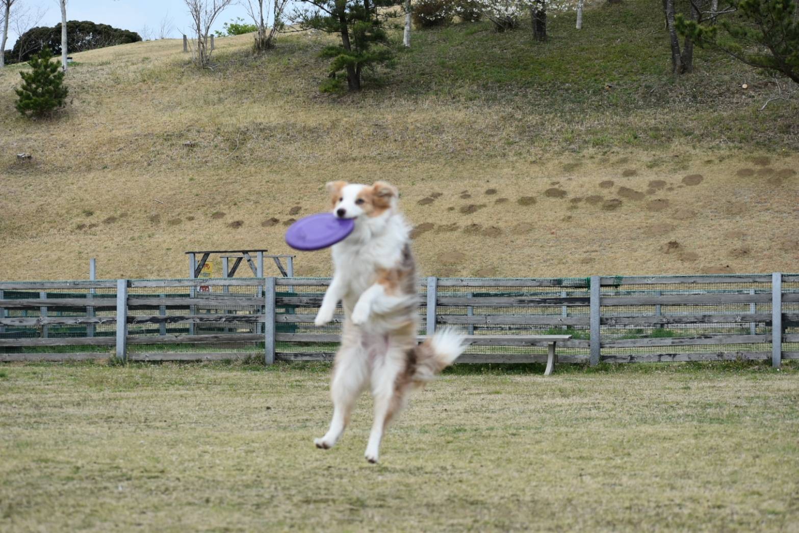 f:id:gussan-belle:20210322142844j:image