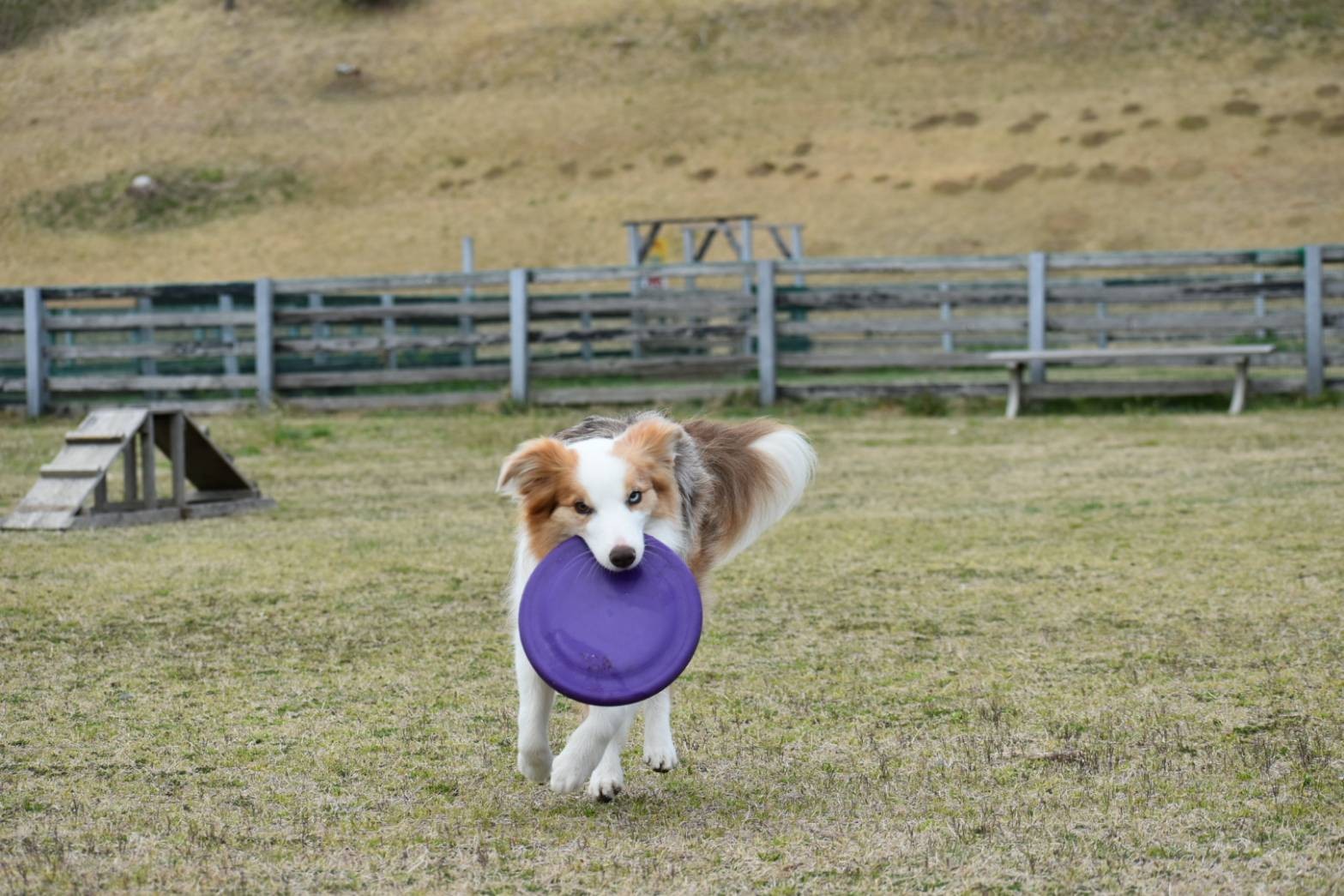 f:id:gussan-belle:20210322142902j:image