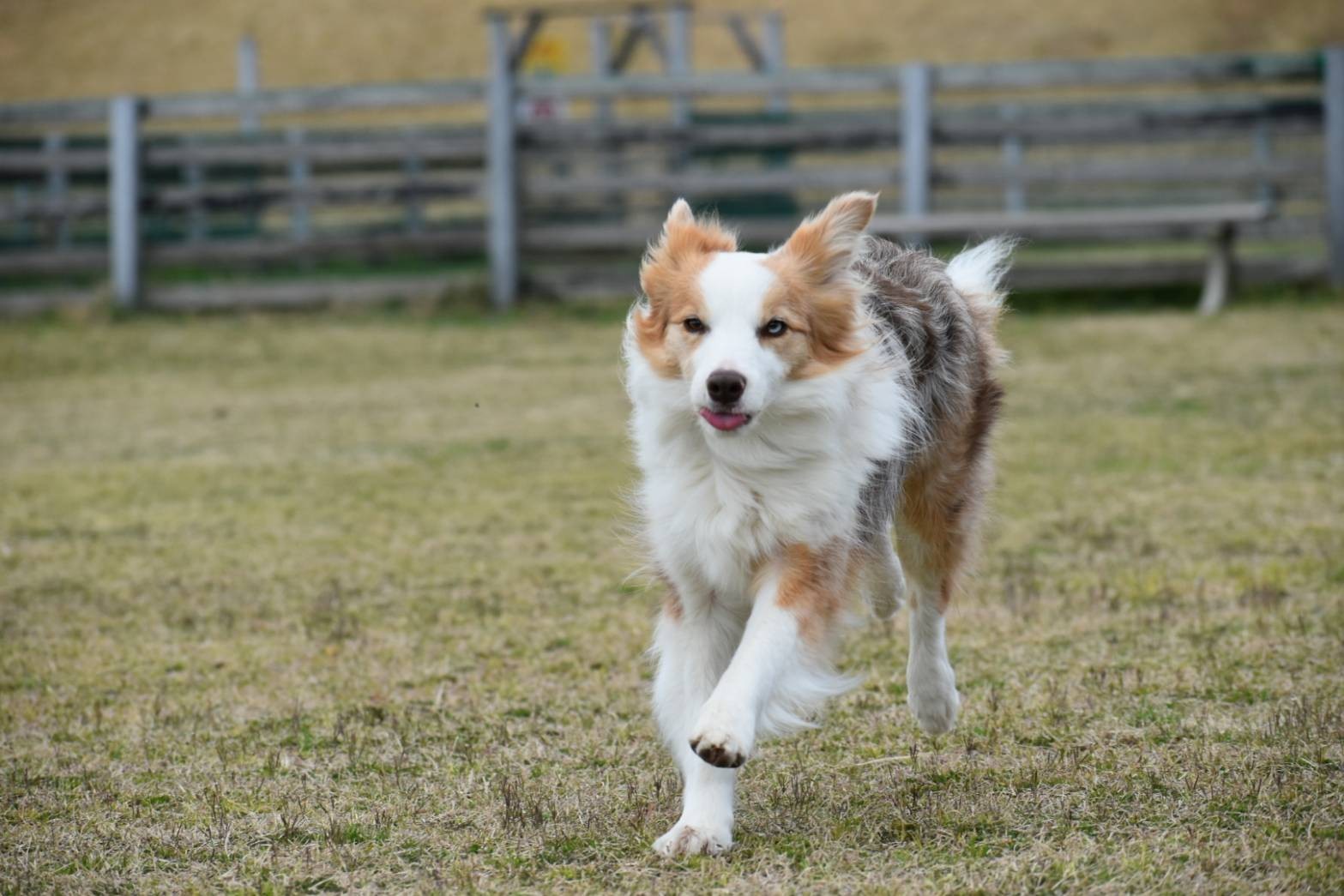 f:id:gussan-belle:20210322142956j:image