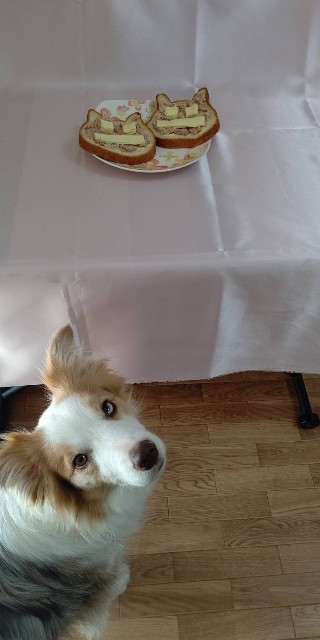 f:id:gussan-belle:20210326151524j:image