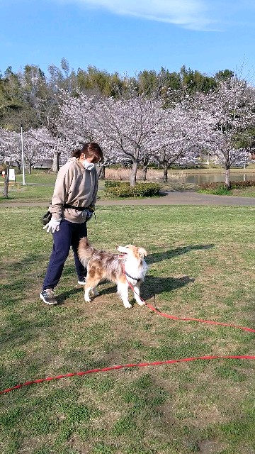 f:id:gussan-belle:20210327102500j:image f:id:gussan-belle:20210327102500j:image