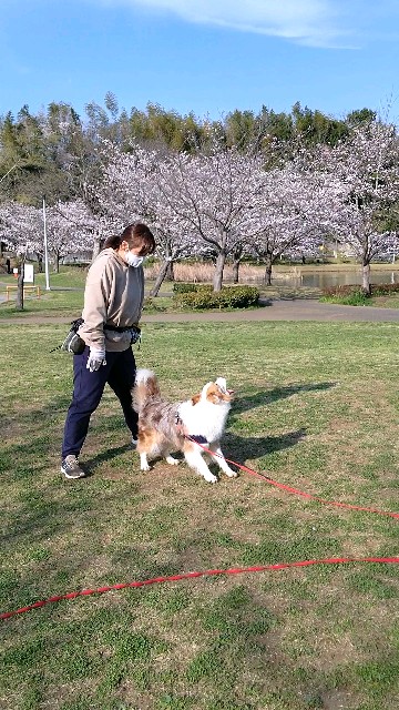 f:id:gussan-belle:20210327102511j:image f:id:gussan-belle:20210327102511j:image