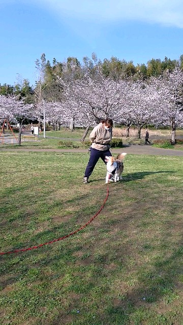 f:id:gussan-belle:20210327102549j:image f:id:gussan-belle:20210327102549j:image