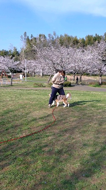 f:id:gussan-belle:20210327102602j:image f:id:gussan-belle:20210327102602j:image