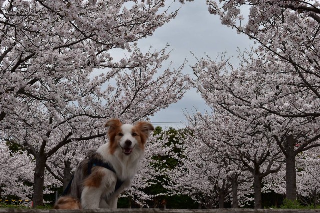 f:id:gussan-belle:20210328183414j:image f:id:gussan-belle:20210328183414j:image