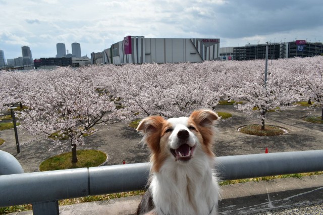 f:id:gussan-belle:20210328183523j:image f:id:gussan-belle:20210328183523j:image