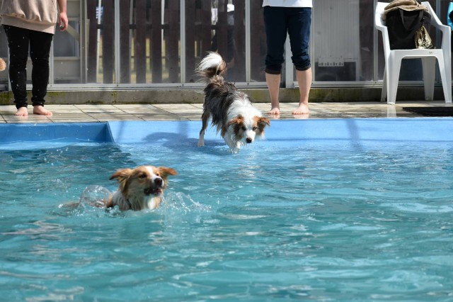 f:id:gussan-belle:20210331102133j:image