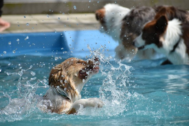 f:id:gussan-belle:20210331102331j:image