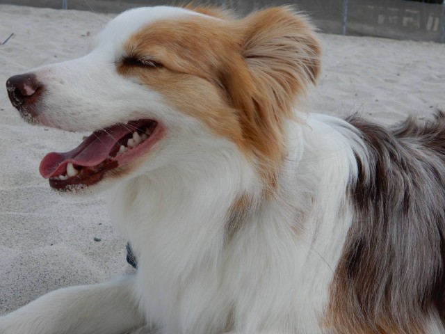 f:id:gussan-belle:20210404112623j:image