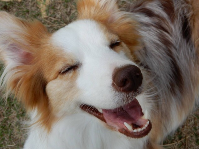 f:id:gussan-belle:20210404112701j:image