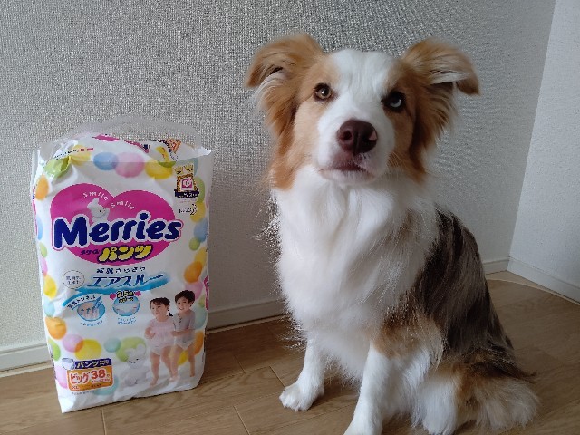 f:id:gussan-belle:20210509153530j:image f:id:gussan-belle:20210509153530j:image