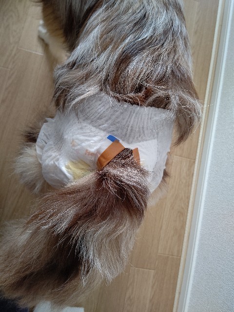 f:id:gussan-belle:20210509153547j:image f:id:gussan-belle:20210509153547j:image