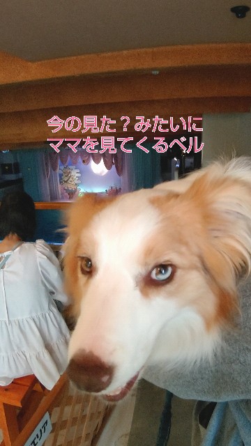f:id:gussan-belle:20210525101732j:image
