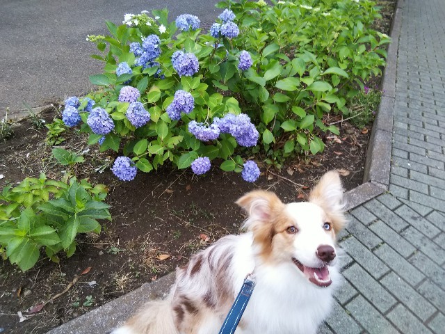 f:id:gussan-belle:20210601112014j:image f:id:gussan-belle:20210601112014j:image