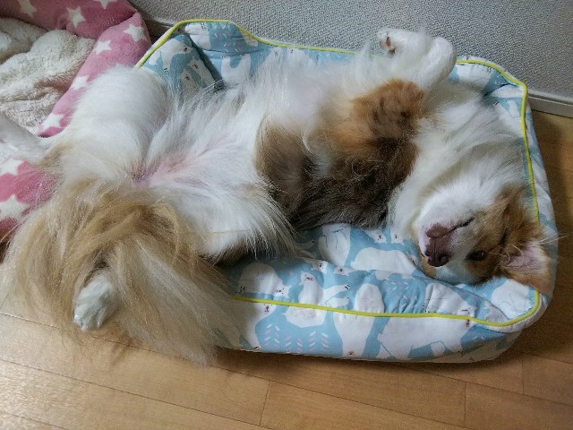 f:id:gussan-belle:20210601112252j:image f:id:gussan-belle:20210601112252j:image