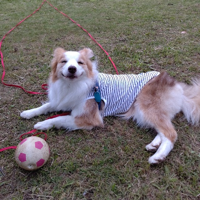 f:id:gussan-belle:20210603072407j:image f:id:gussan-belle:20210603072407j:image