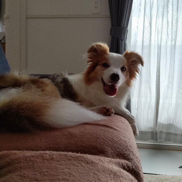 f:id:gussan-belle:20210607085509j:image