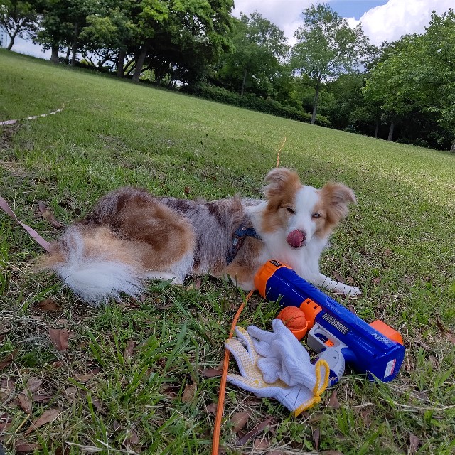 f:id:gussan-belle:20210607085641j:image