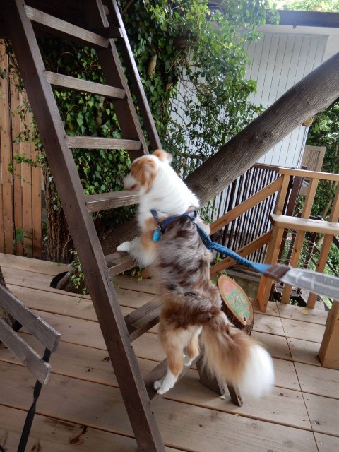 f:id:gussan-belle:20210609090540j:image f:id:gussan-belle:20210609090540j:image