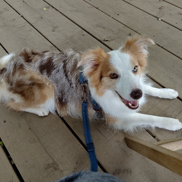 f:id:gussan-belle:20210609090709j:image f:id:gussan-belle:20210609090709j:image