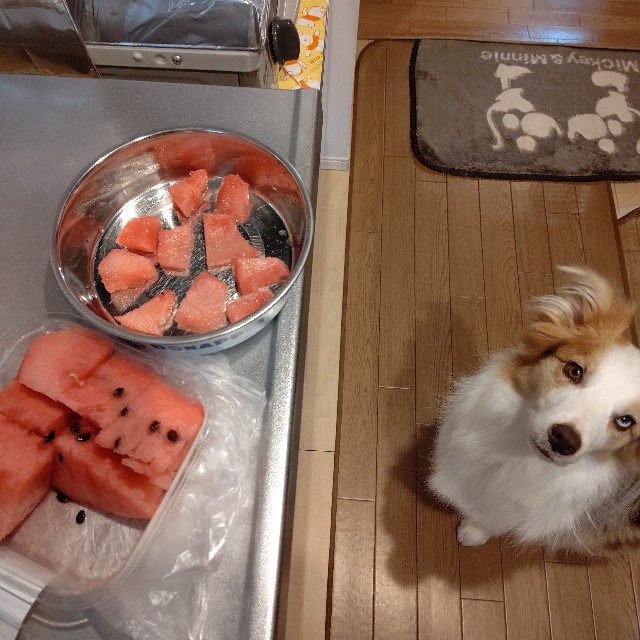 f:id:gussan-belle:20210610071655j:image f:id:gussan-belle:20210610071655j:image