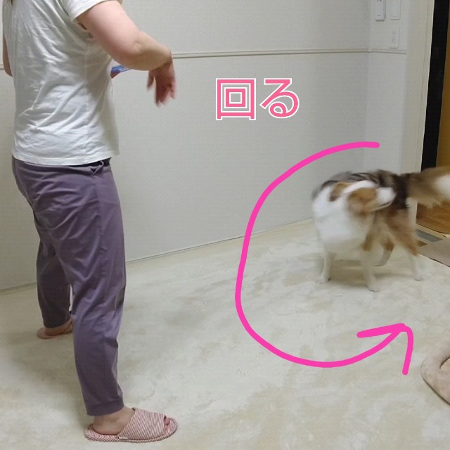 f:id:gussan-belle:20210611090942j:image f:id:gussan-belle:20210611090942j:image