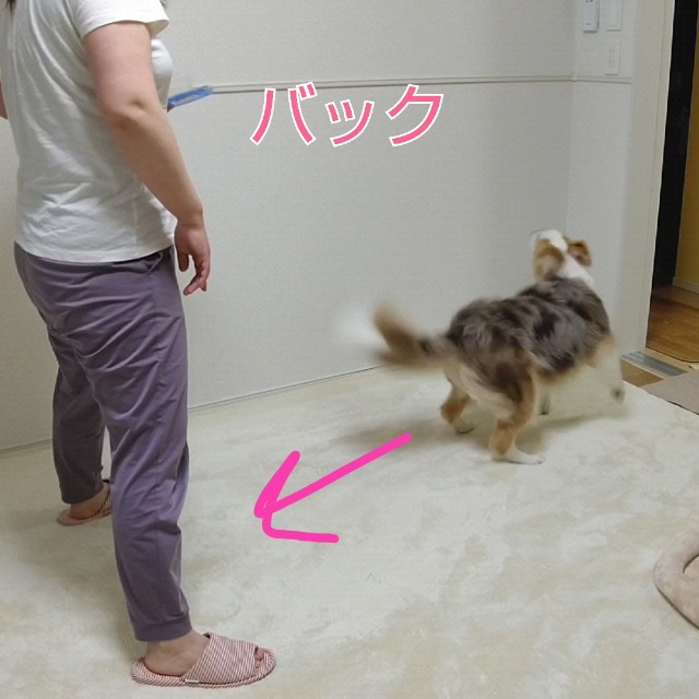 f:id:gussan-belle:20210611090950j:image f:id:gussan-belle:20210611090950j:image