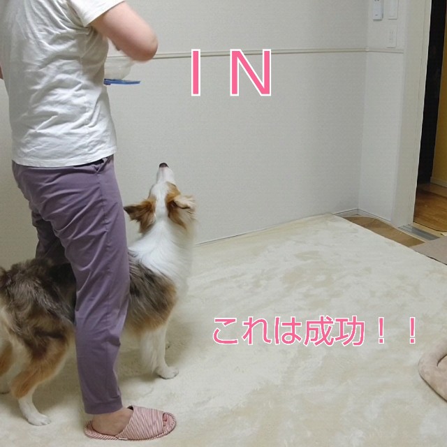 f:id:gussan-belle:20210611090957j:image f:id:gussan-belle:20210611090957j:image