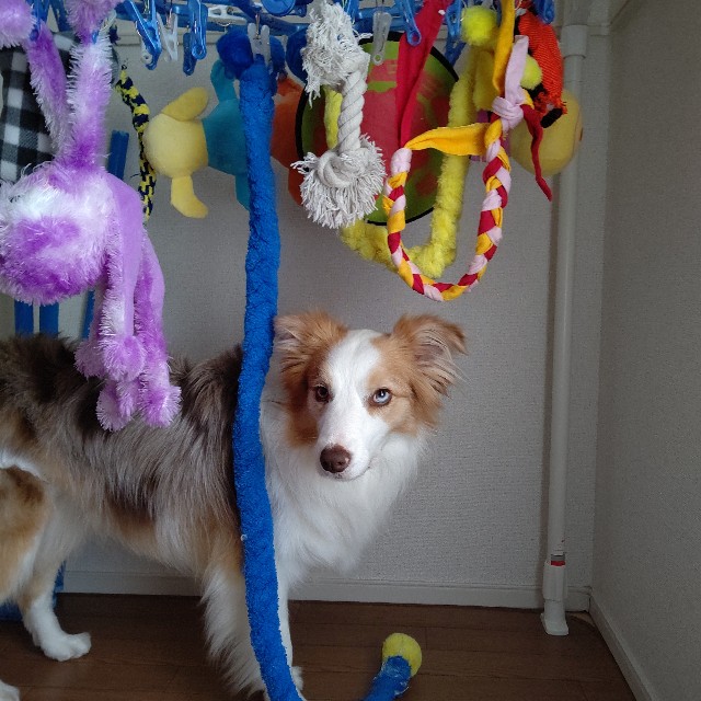 f:id:gussan-belle:20210614095946j:image