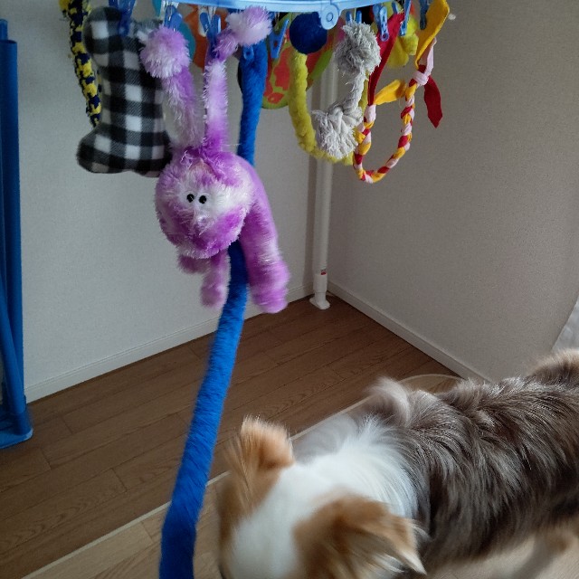 f:id:gussan-belle:20210614100023j:image