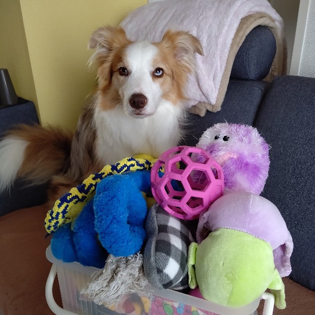 f:id:gussan-belle:20210614100046j:image