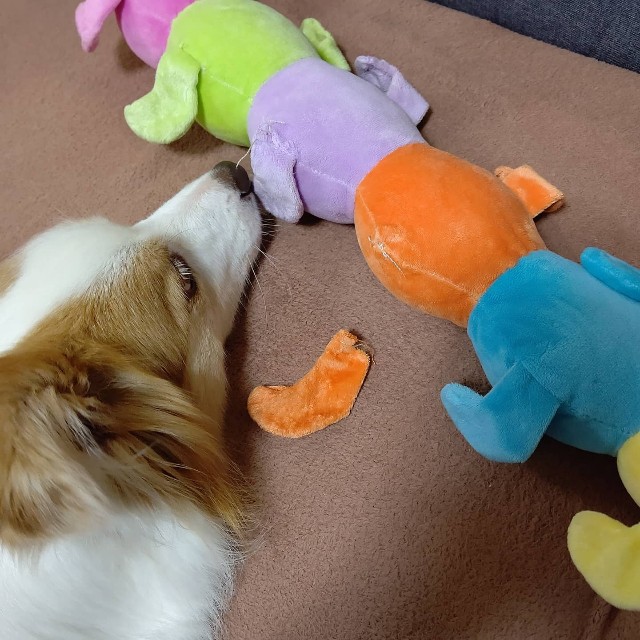 f:id:gussan-belle:20210614100120j:image