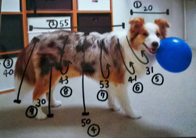 f:id:gussan-belle:20210620113956j:image f:id:gussan-belle:20210620113956j:image