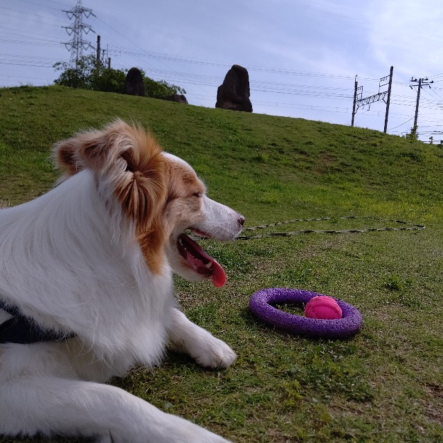 f:id:gussan-belle:20210621102128j:image f:id:gussan-belle:20210621102128j:image