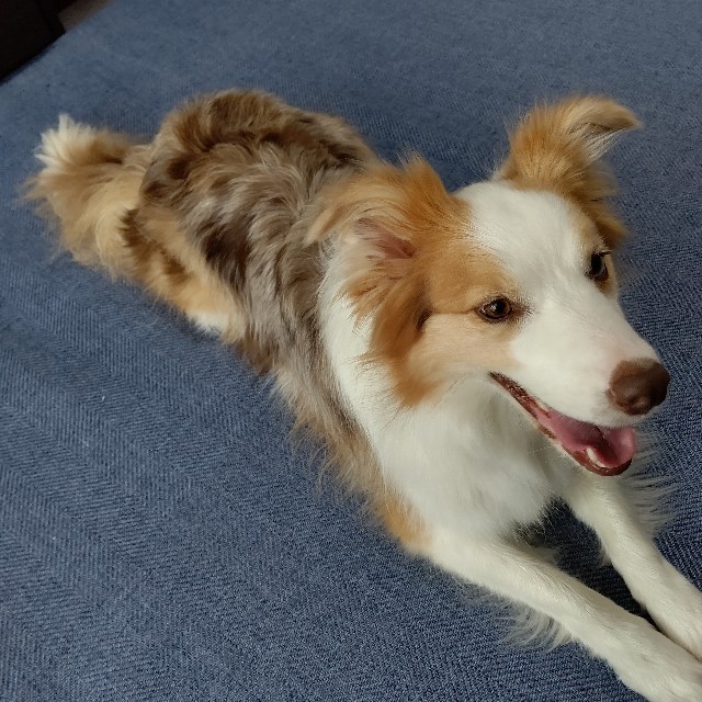 f:id:gussan-belle:20210623080036j:image f:id:gussan-belle:20210623080036j:image