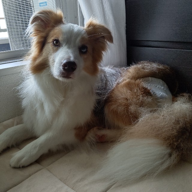 f:id:gussan-belle:20210626082005j:image f:id:gussan-belle:20210626082005j:image