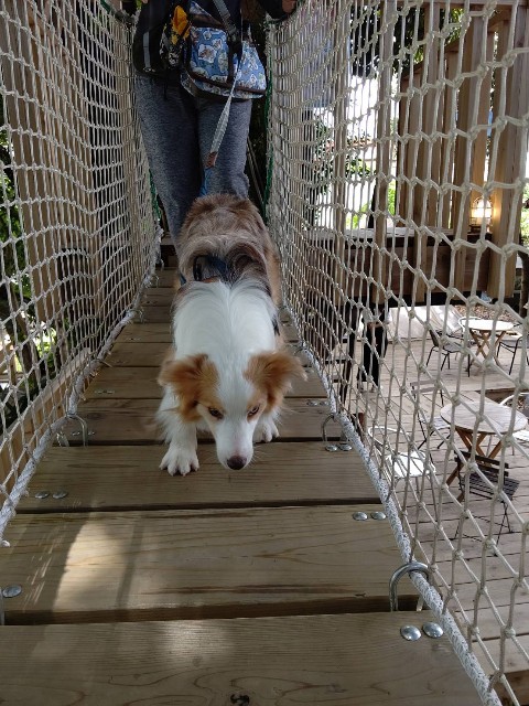 f:id:gussan-belle:20210629073651j:image