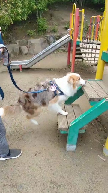 f:id:gussan-belle:20210629073712j:image