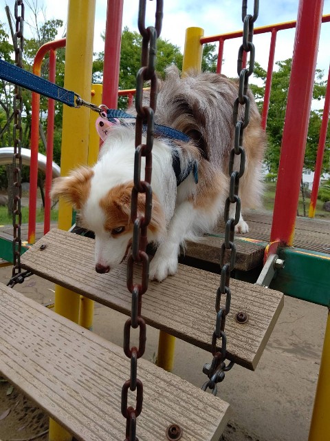 f:id:gussan-belle:20210629073842j:image