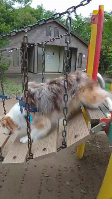 f:id:gussan-belle:20210629073852j:image