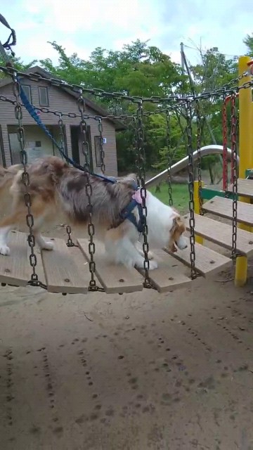 f:id:gussan-belle:20210629073931j:image