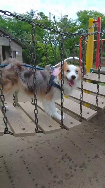 f:id:gussan-belle:20210629074007j:image